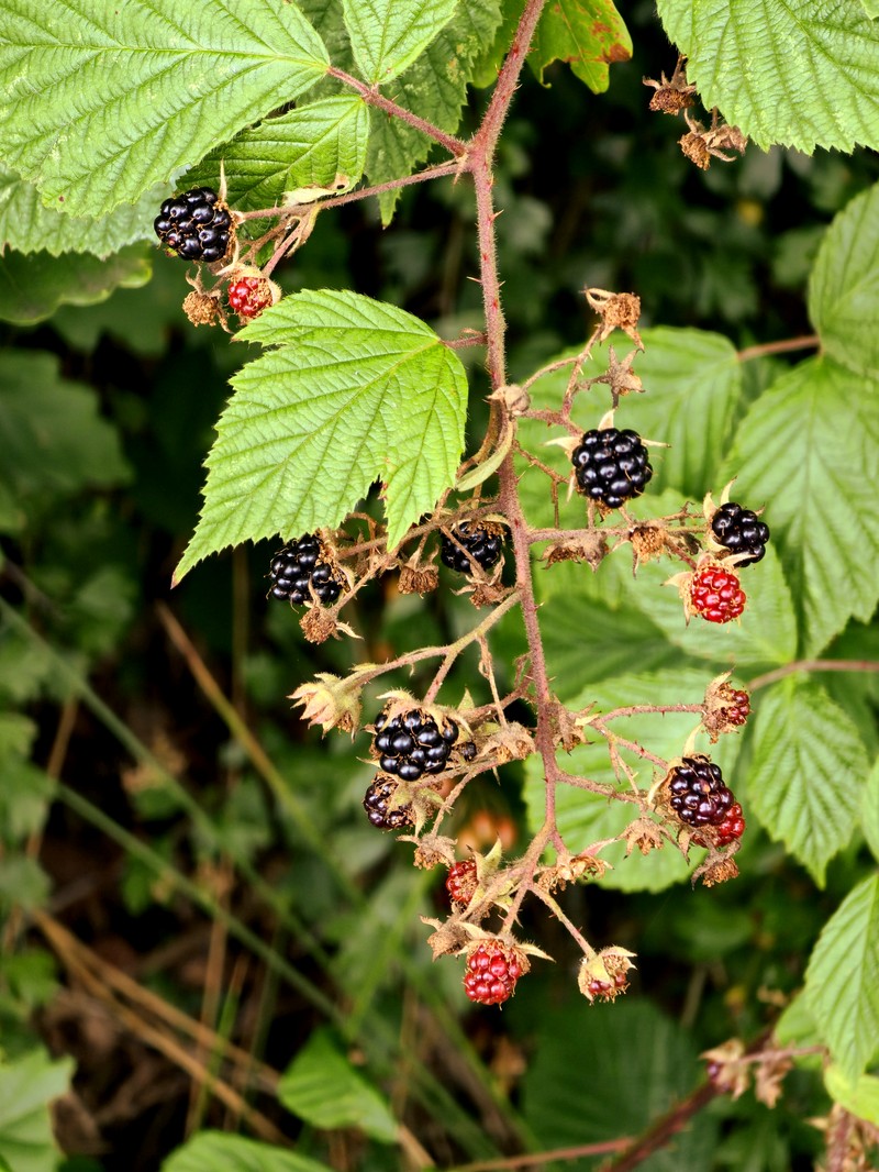 Rubus scaber photo 8