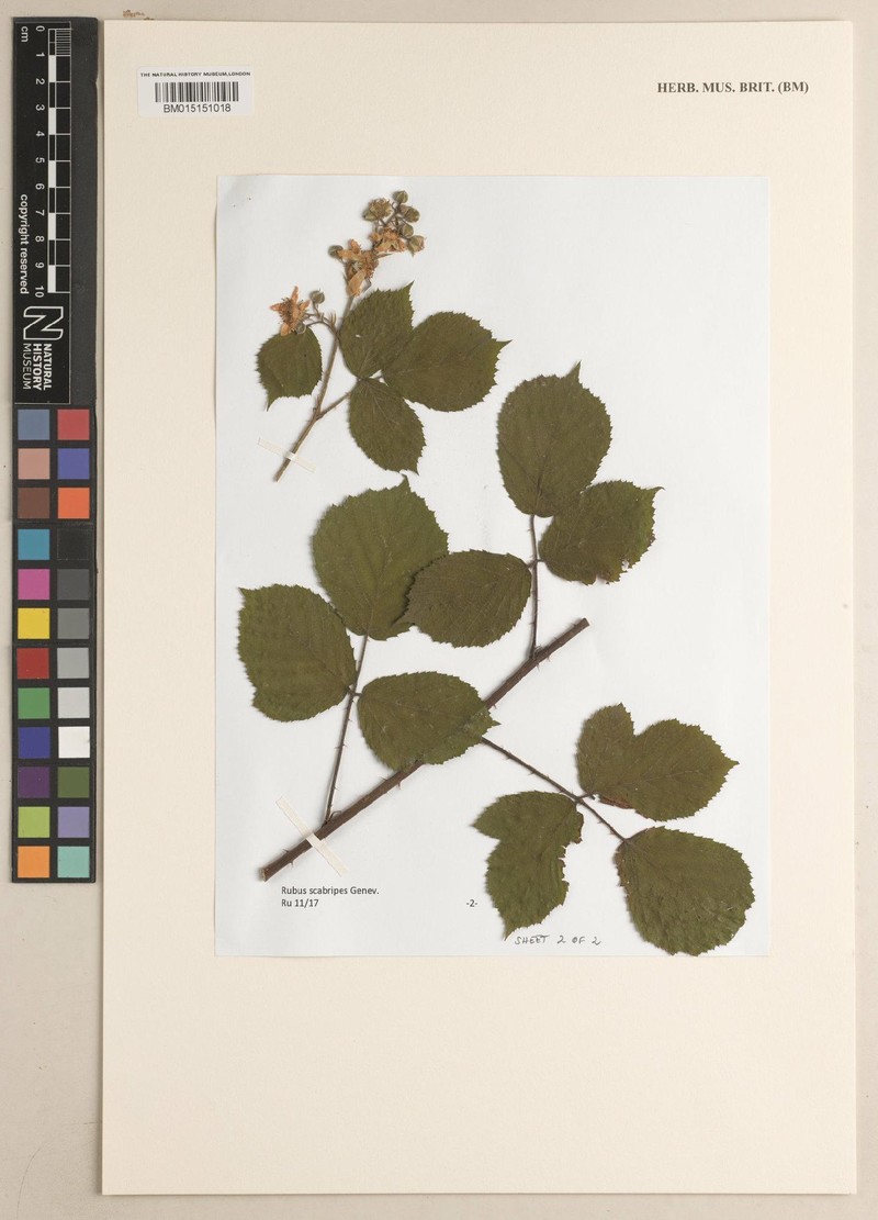 Rubus scabripes