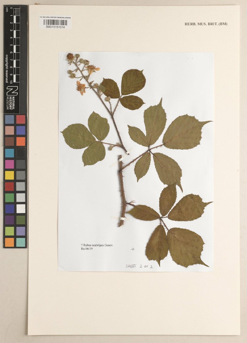 Rubus scabripes photo 2