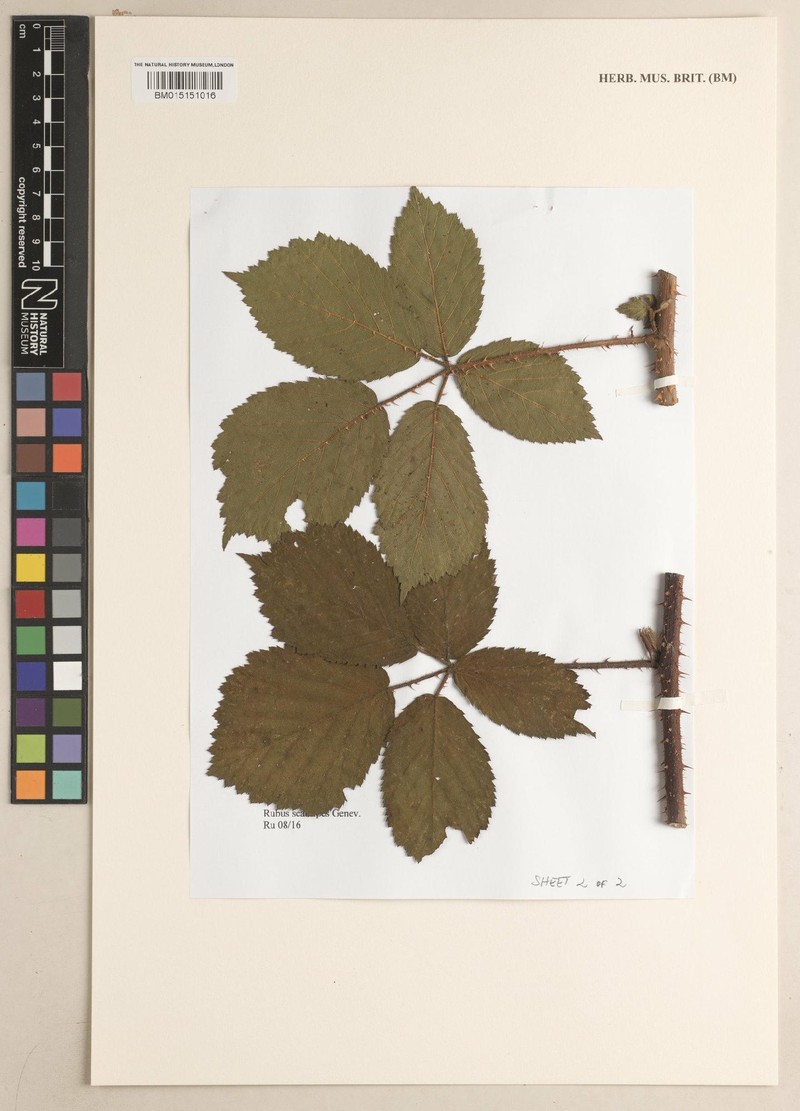 Rubus scabripes photo 3