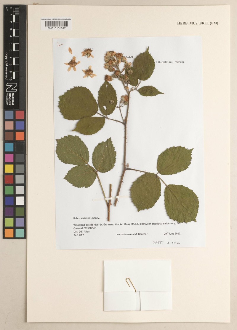Rubus scabripes photo 4