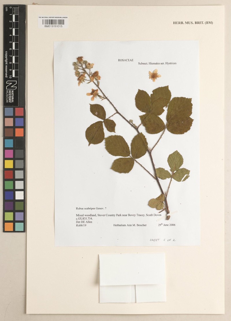 Rubus scabripes photo 5