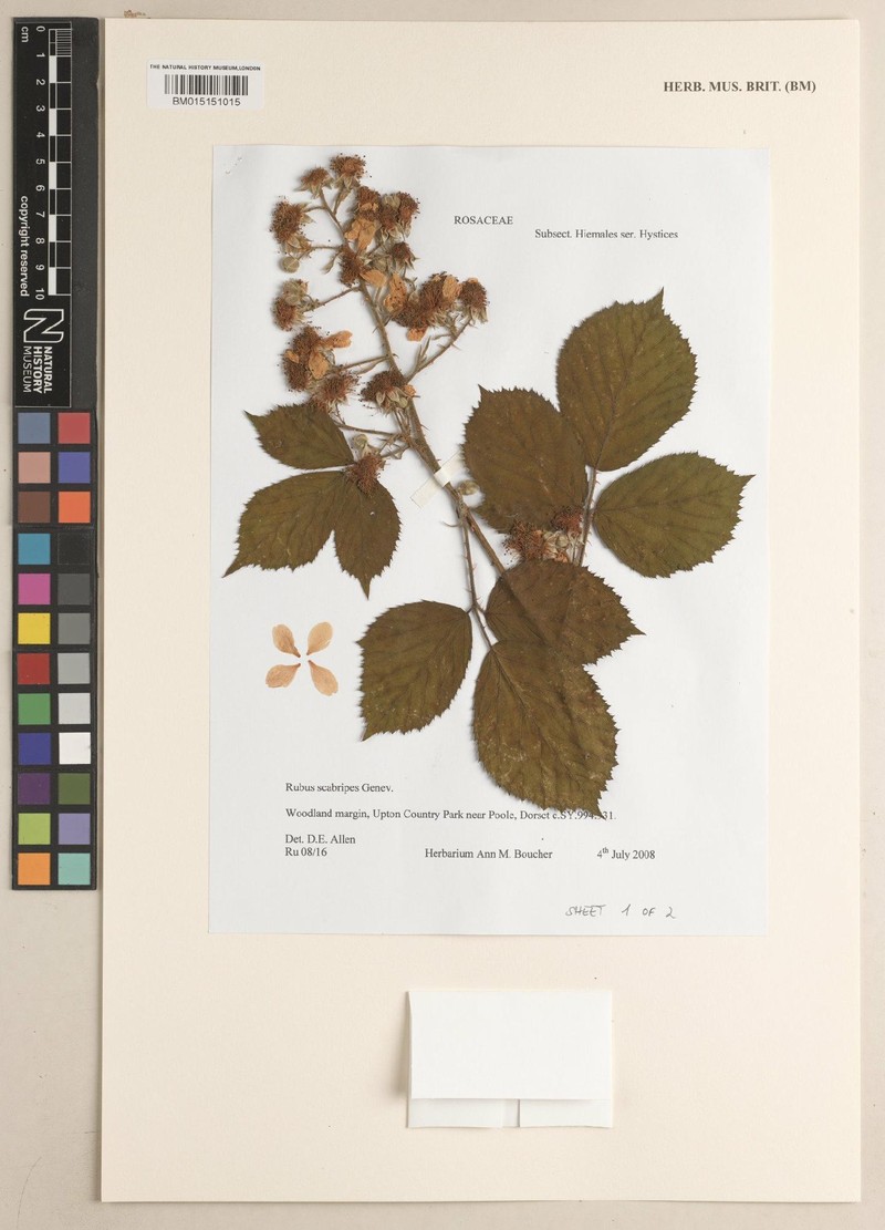Rubus scabripes photo 6