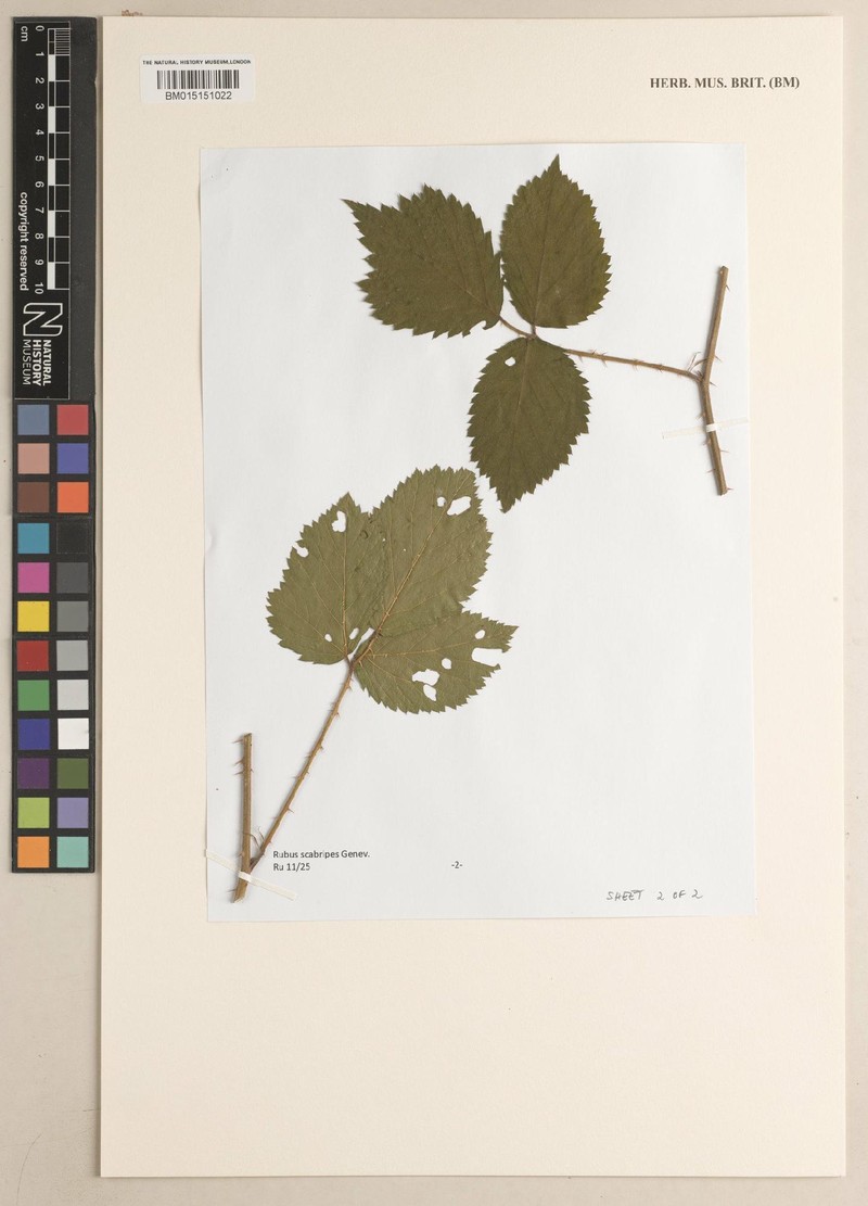 Rubus scabripes photo 7