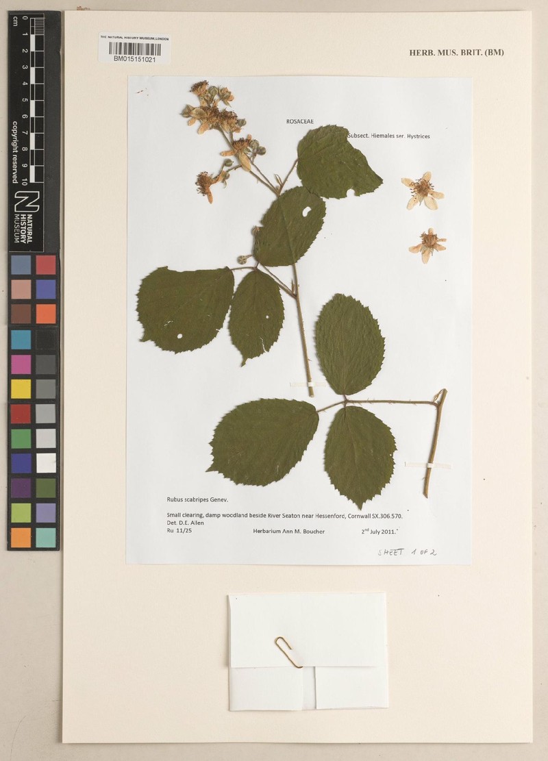 Rubus scabripes photo 8