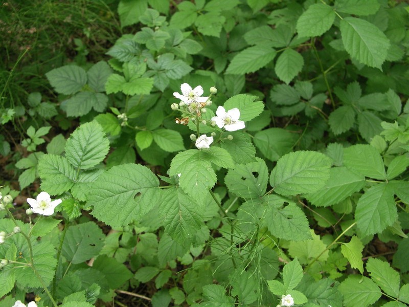 Rubus scabrosus photo 2