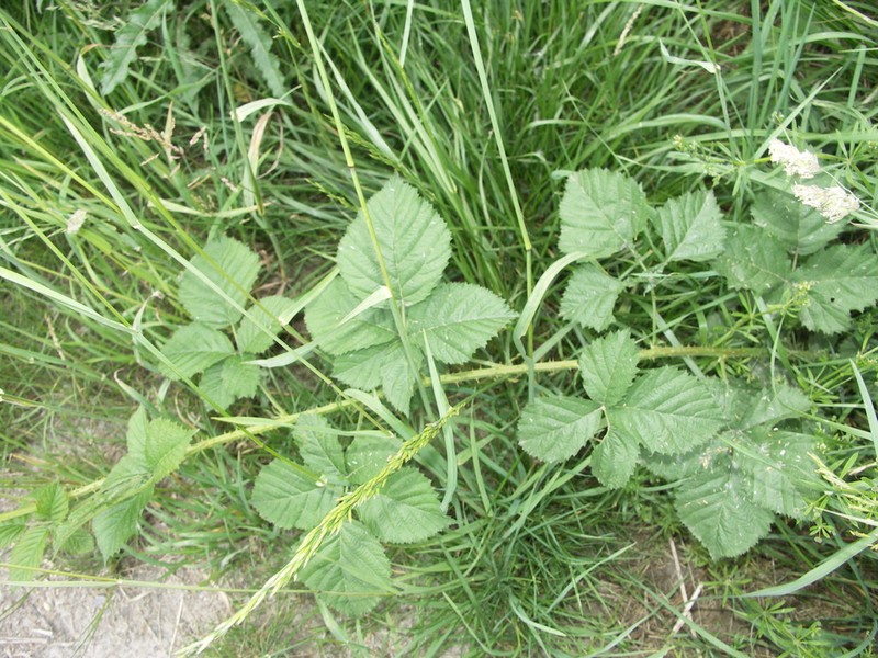 Rubus scabrosus photo 3