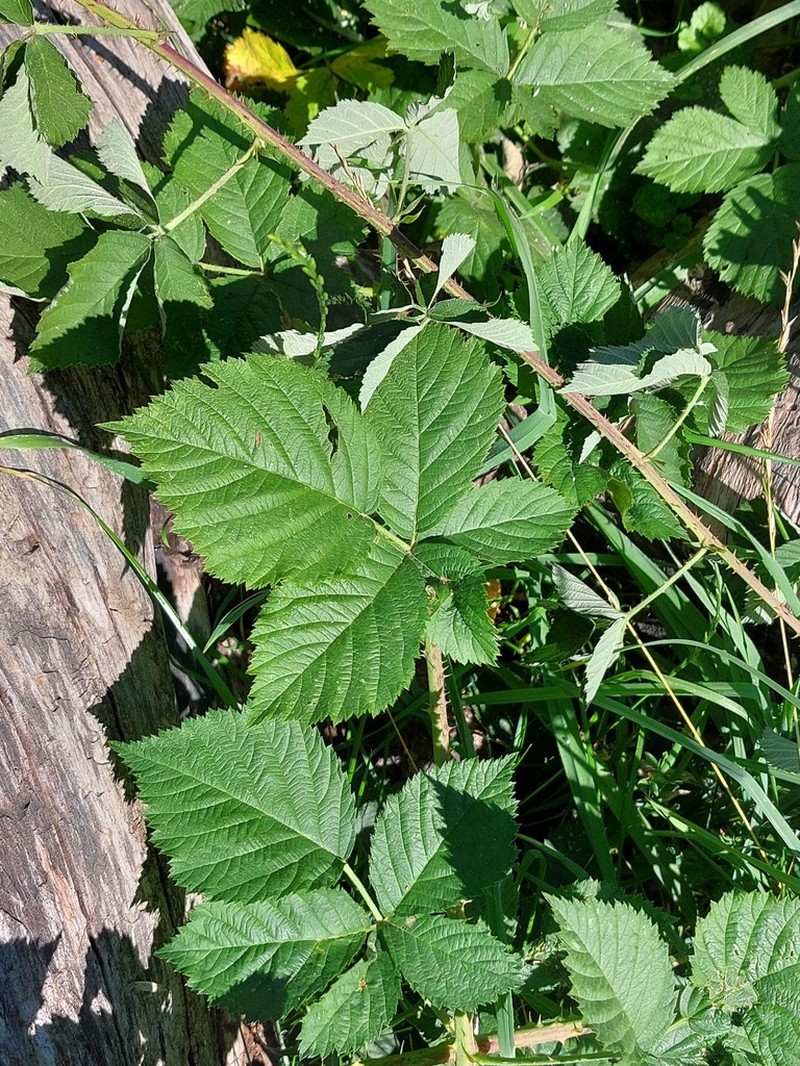 Rubus scabrosus photo 4