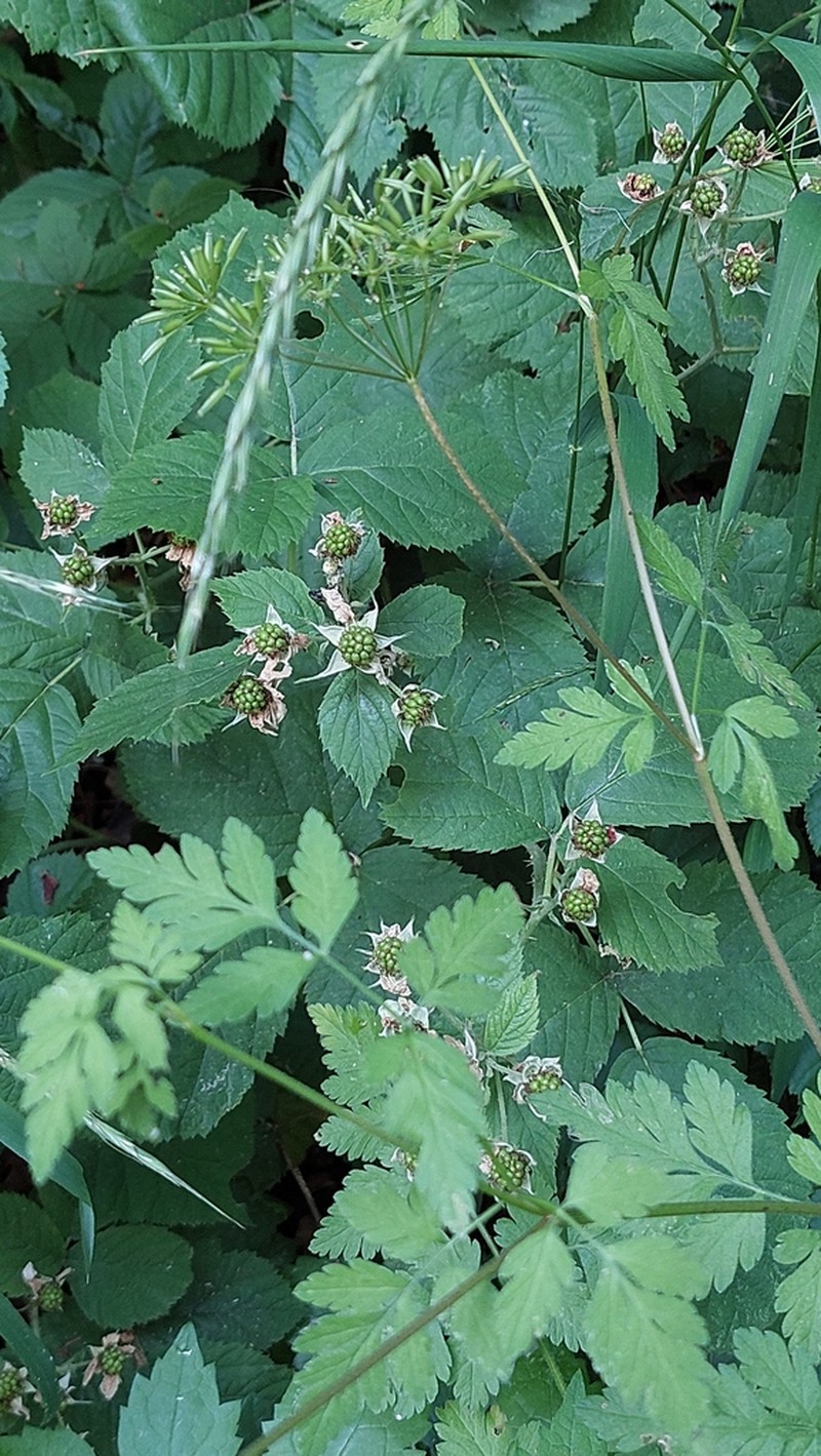 Rubus scabrosus photo 5