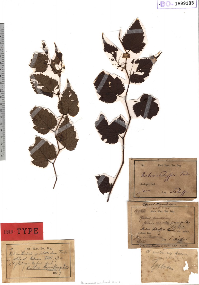 Rubus schefferi