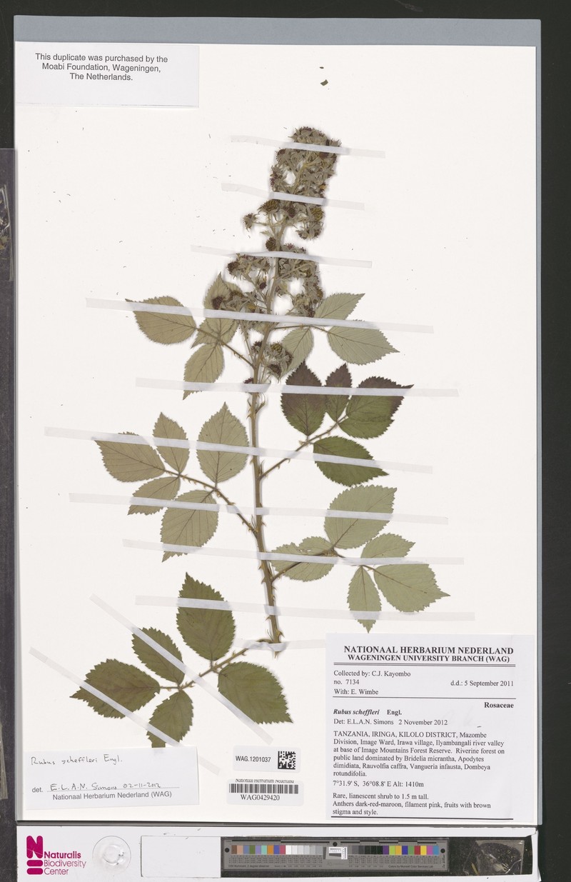Rubus scheffleri