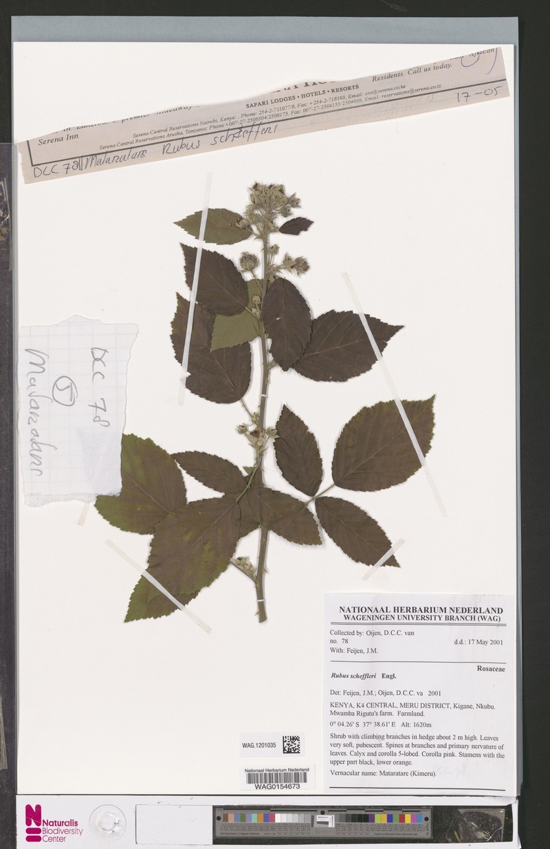 Rubus scheffleri photo 2