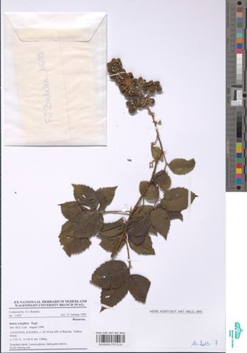 Rubus scheffleri photo 3