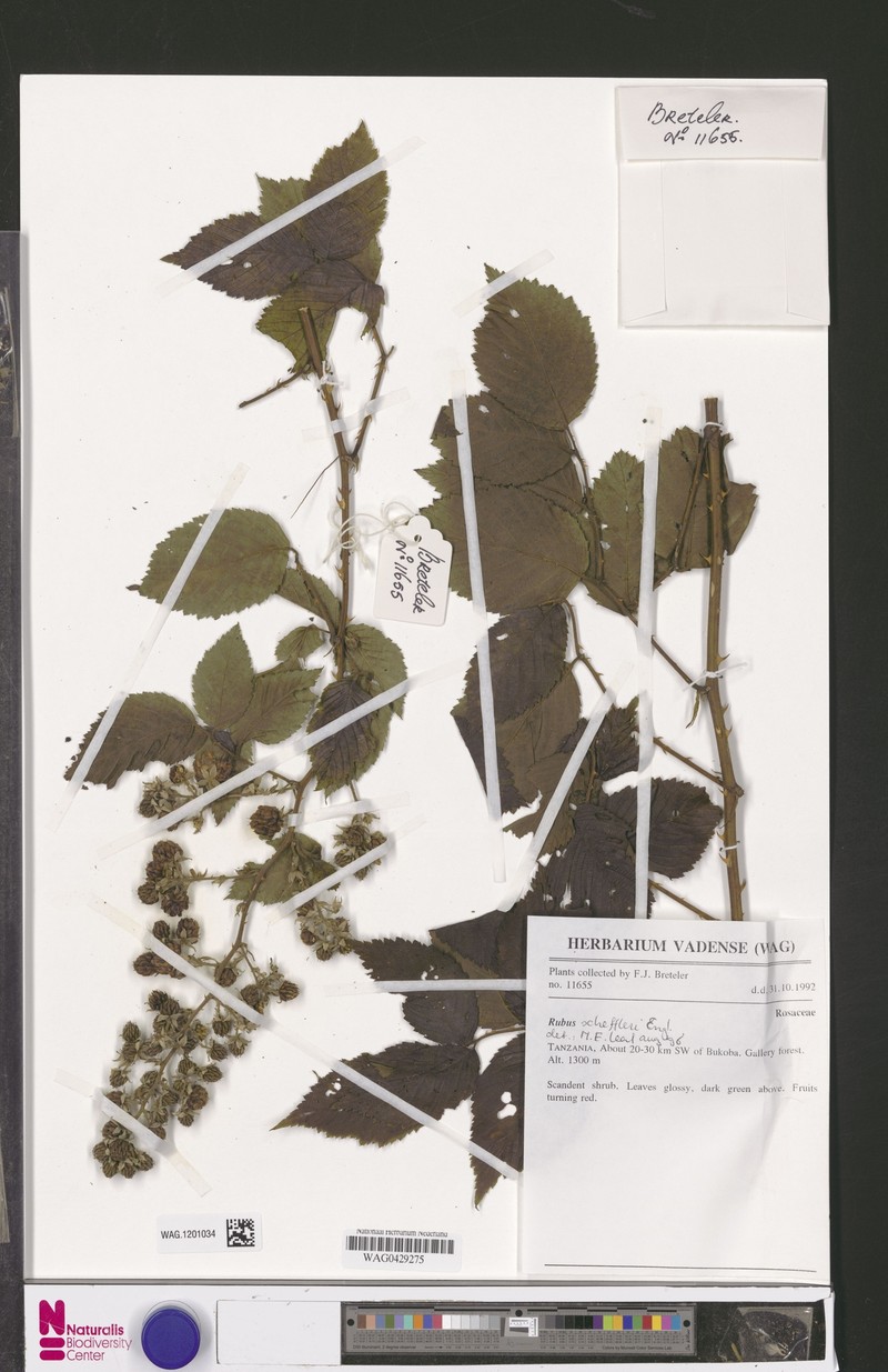 Rubus scheffleri photo 4