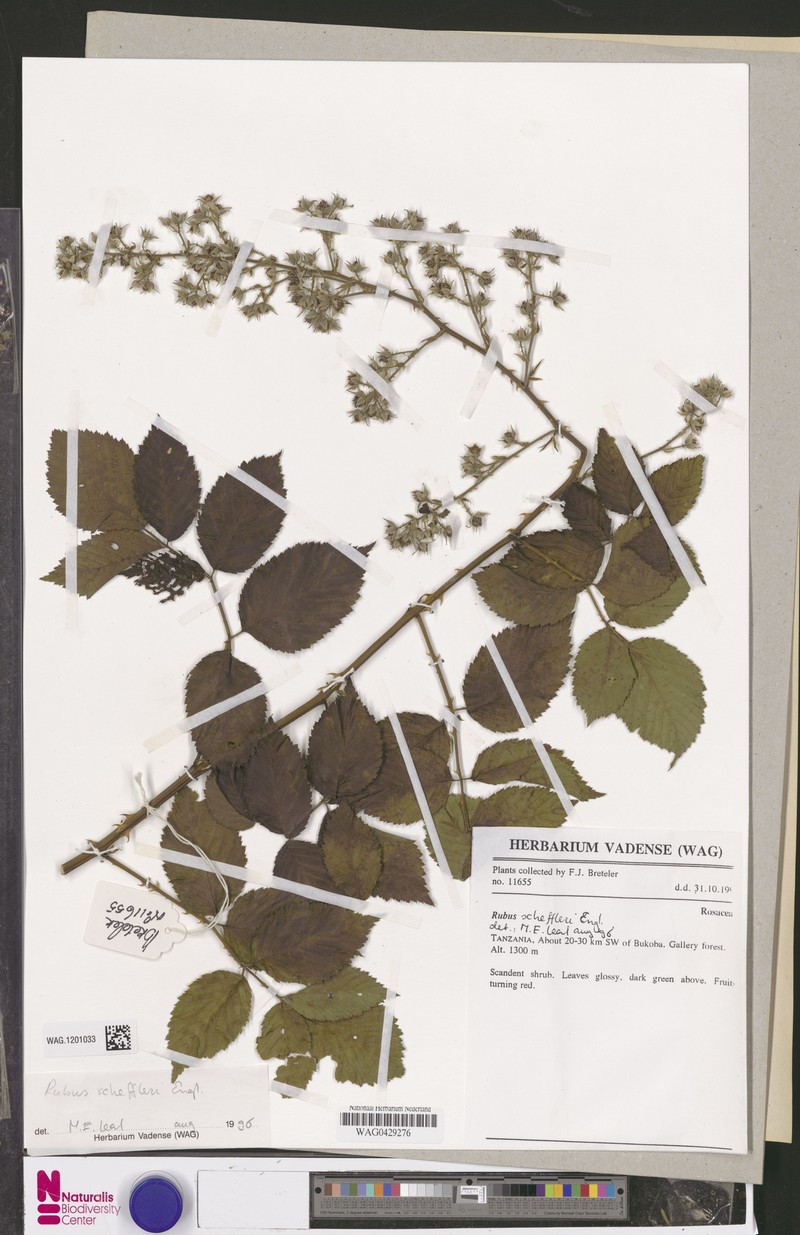 Rubus scheffleri photo 5
