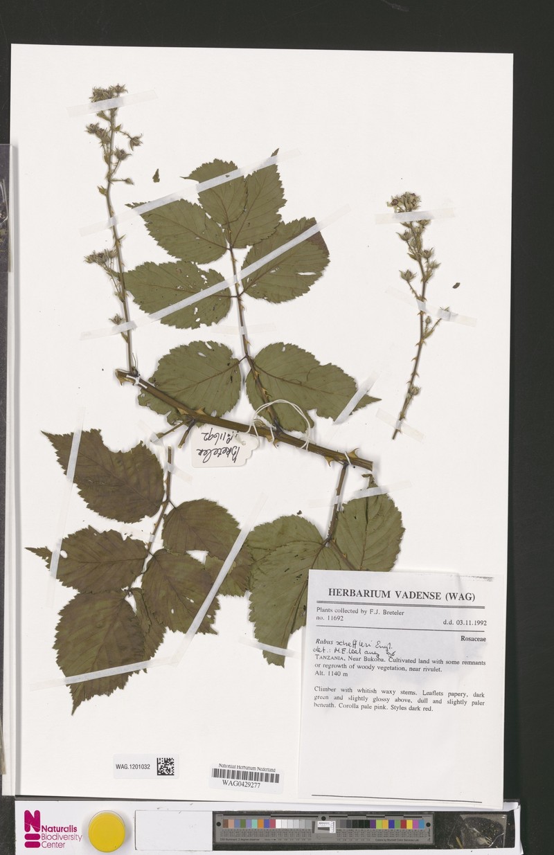 Rubus scheffleri photo 6