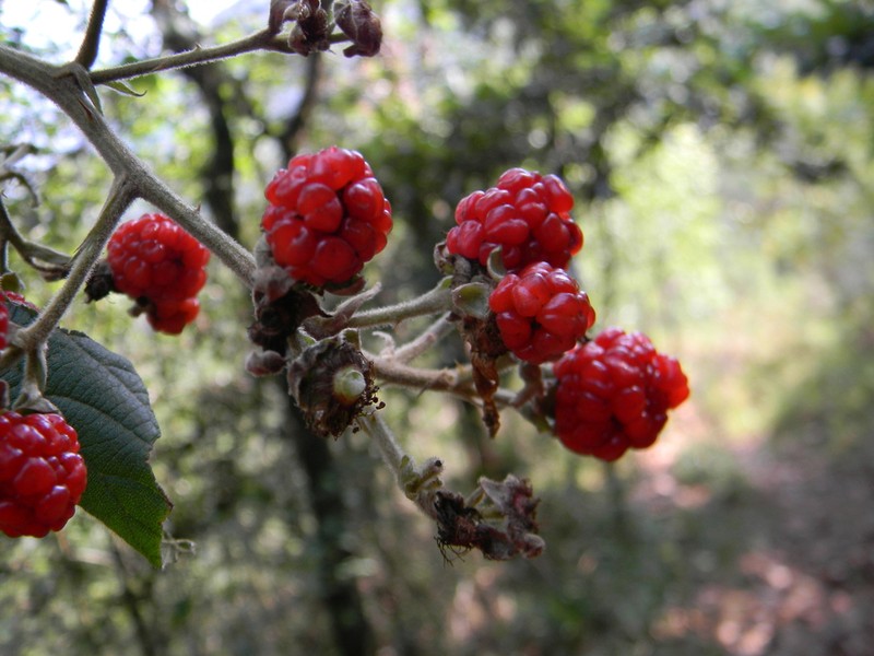 Rubus schiedeanus