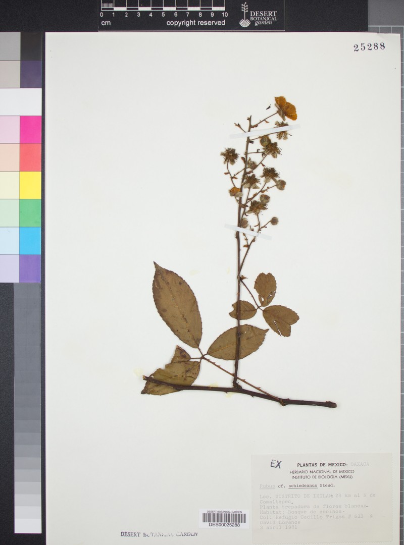 Rubus schiedeanus photo 2