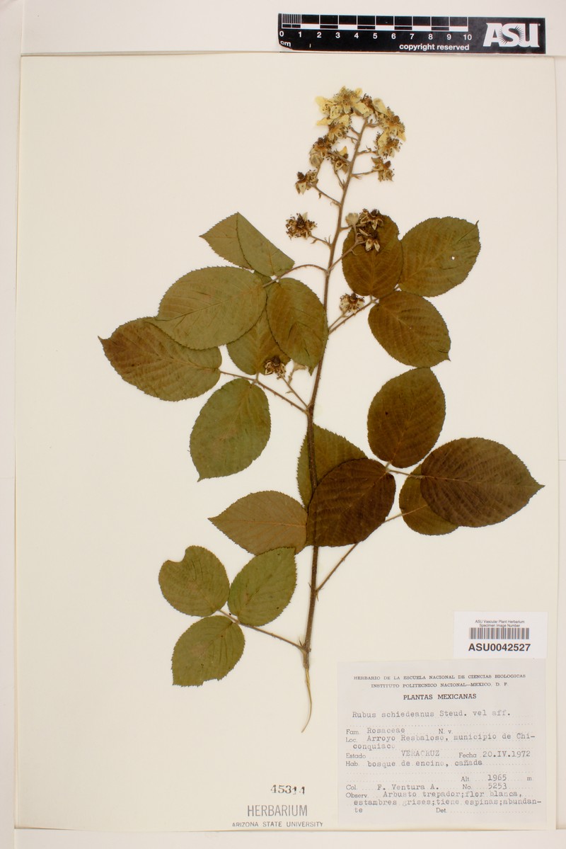 Rubus schiedeanus photo 3