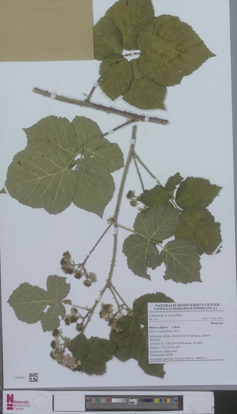 Rubus schipperi