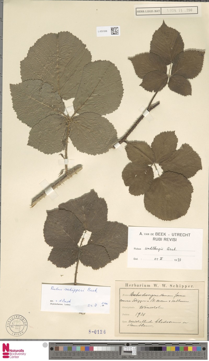 Rubus schipperi photo 2