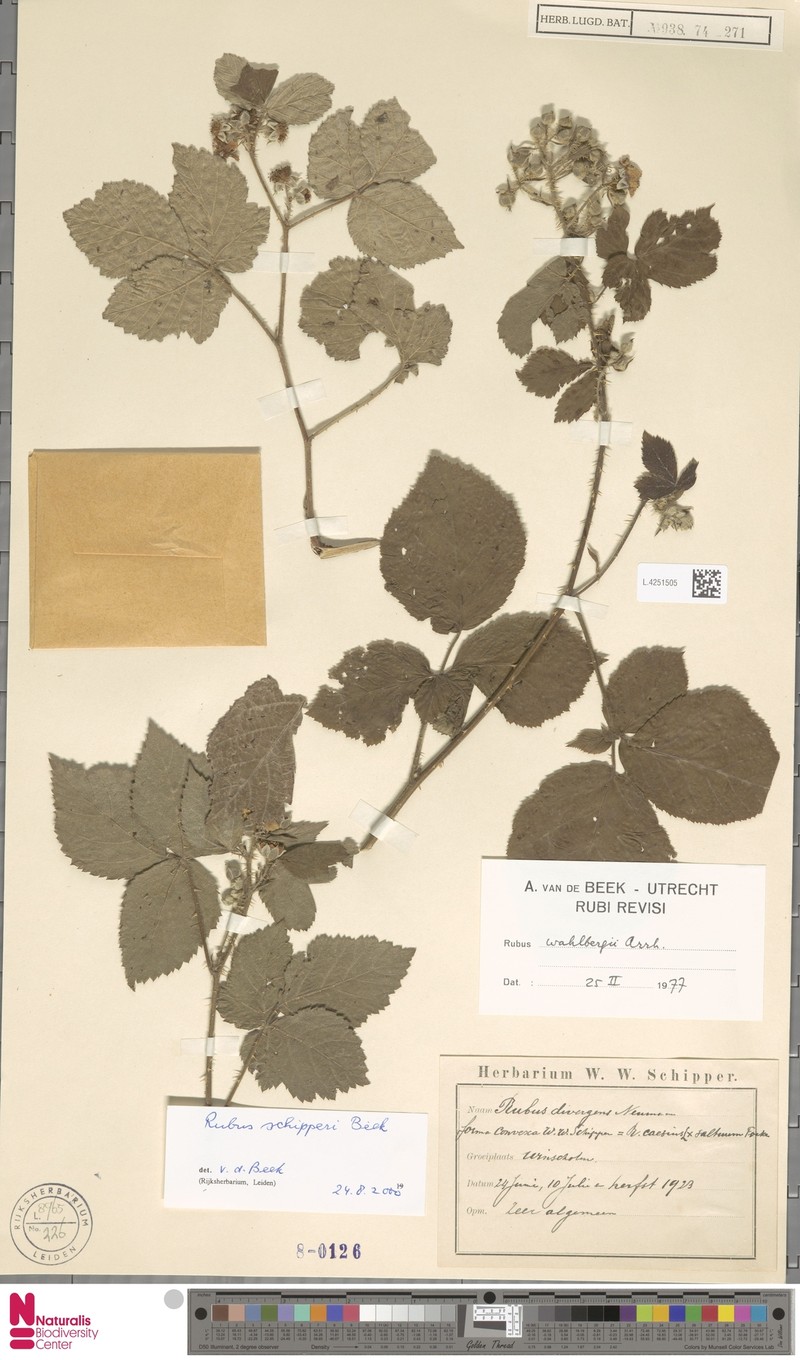 Rubus schipperi photo 3
