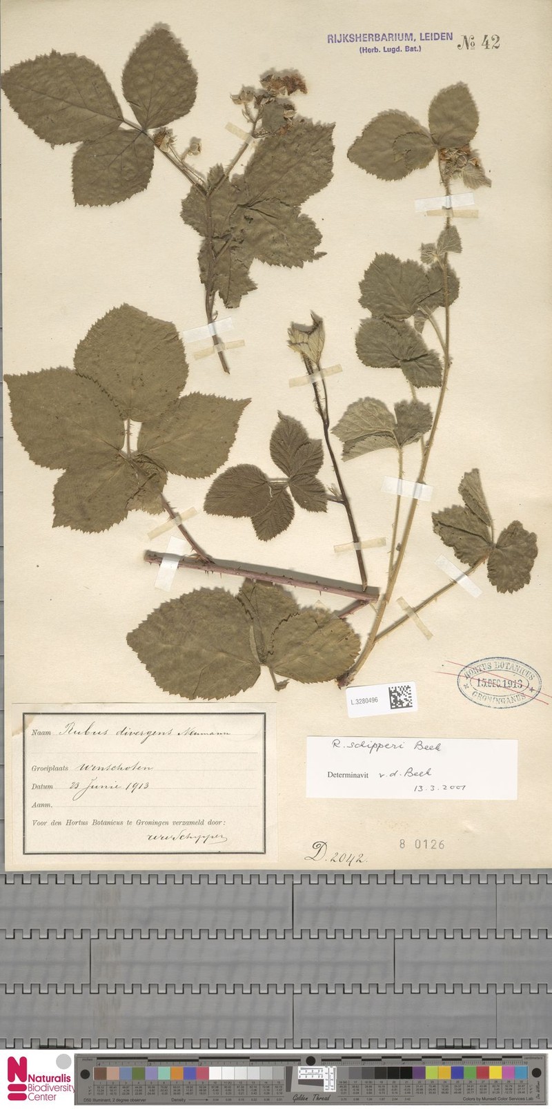 Rubus schipperi photo 4