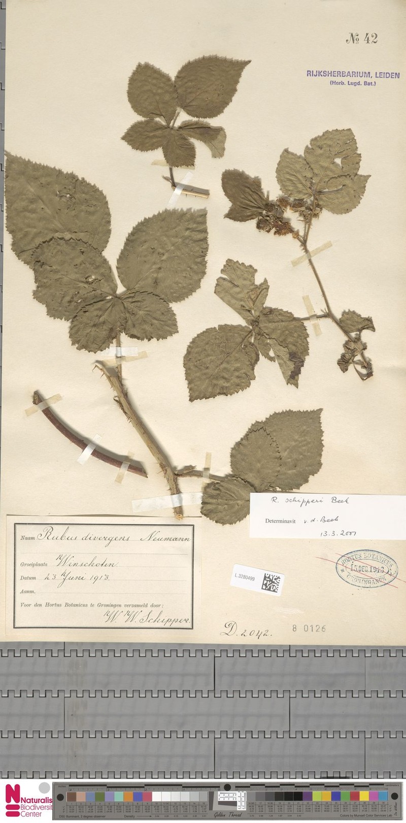 Rubus schipperi photo 5