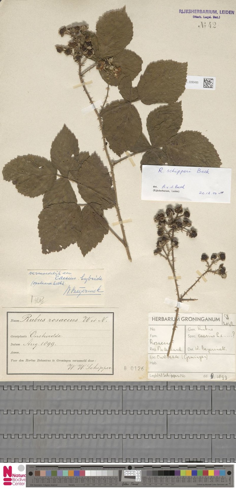 Rubus schipperi photo 6