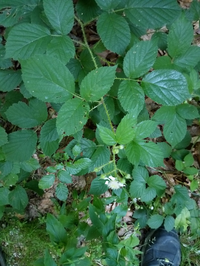 Rubus schleicheri