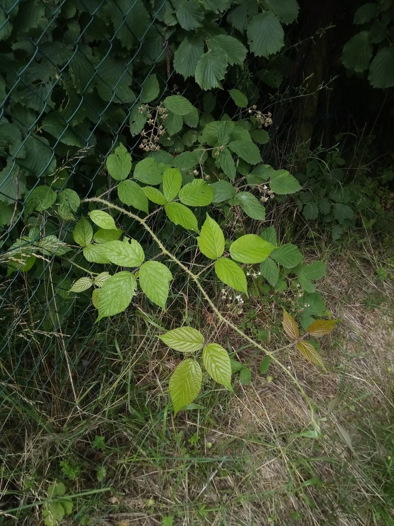 Rubus schleicheri photo 2