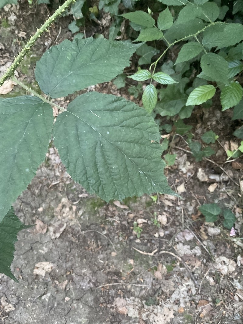 Rubus schleicheri photo 3