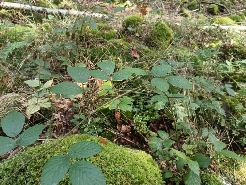 Rubus schleicheri photo 4