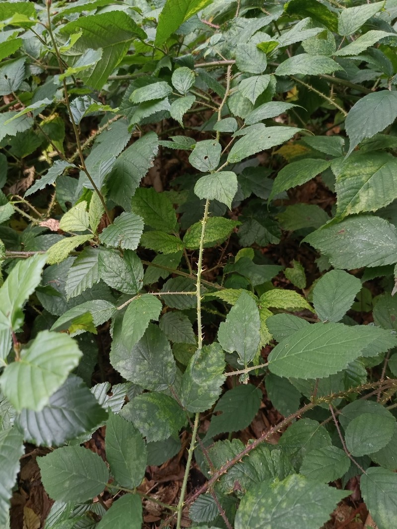 Rubus schleicheri photo 5