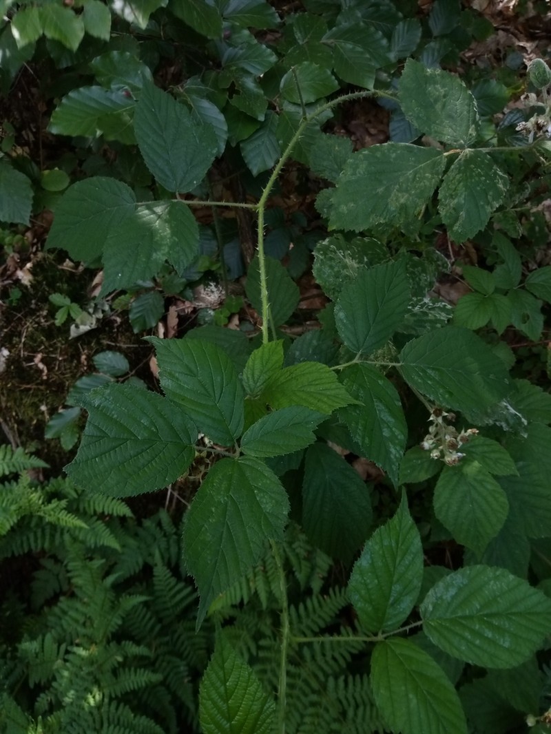 Rubus schleicheri photo 6