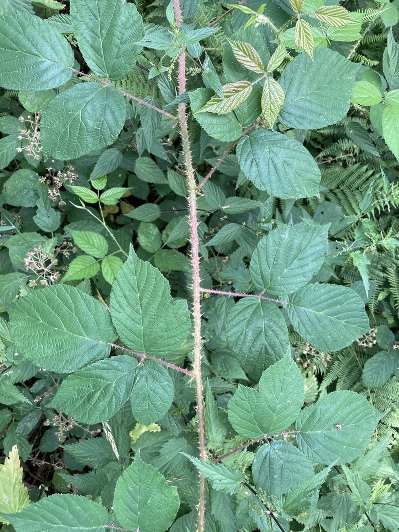 Rubus schleicheri photo 7
