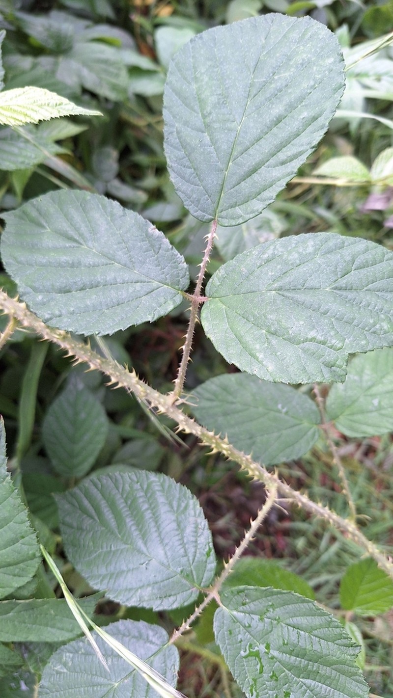 Rubus schleicheri photo 8