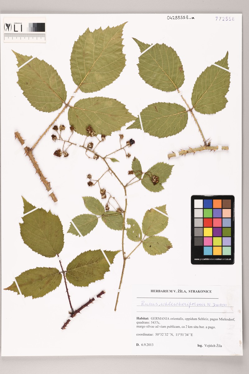 Rubus schleicheriformis