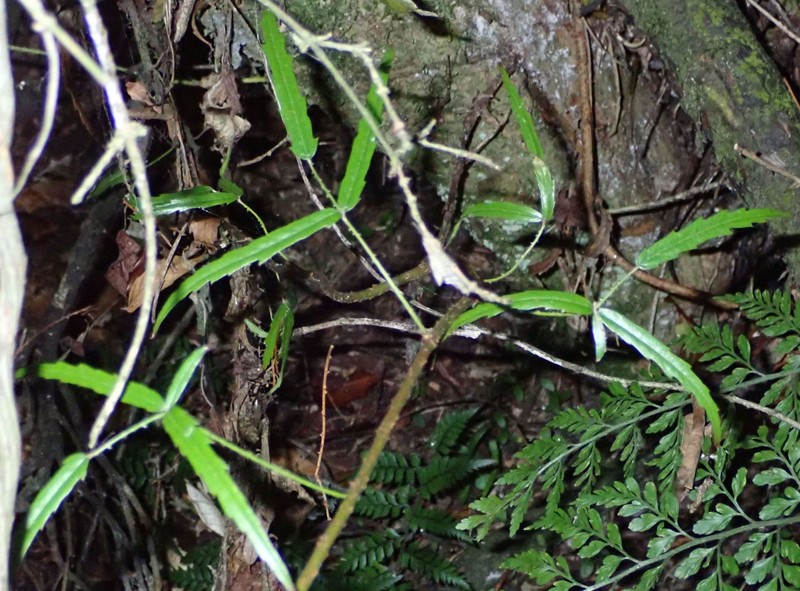 Rubus schmidelioides photo 2