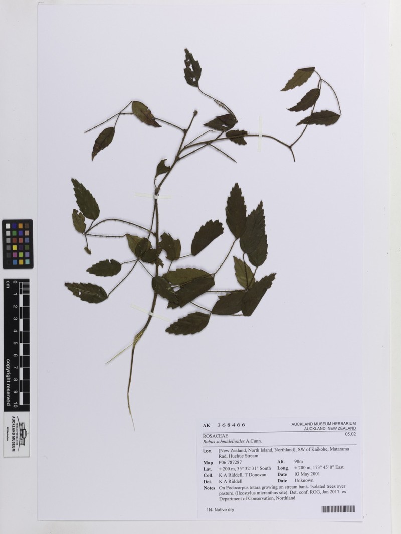 Rubus schmidelioides photo 3