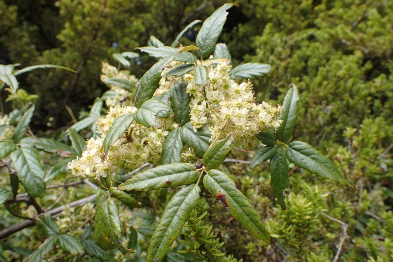 Rubus schmidelioides photo 4