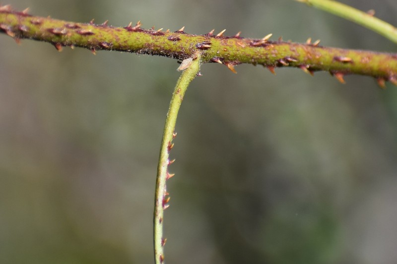 Rubus schmidelioides photo 5