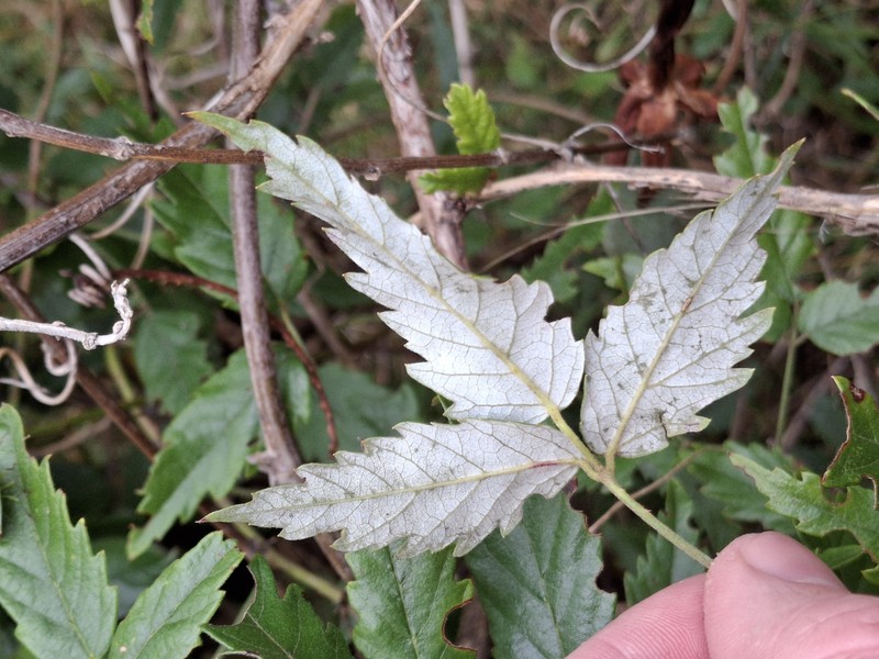 Rubus schmidelioides photo 6