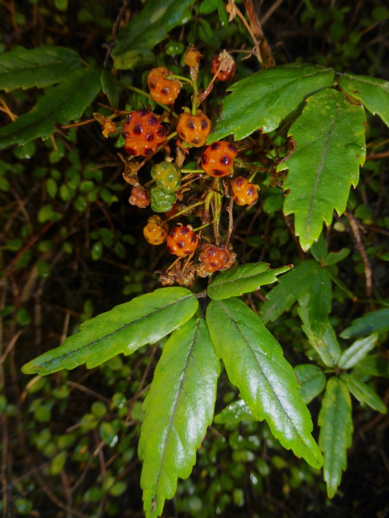 Rubus schmidelioides photo 7
