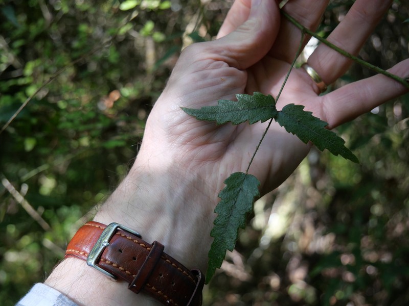 Rubus schmidelioides var. schmidelioides