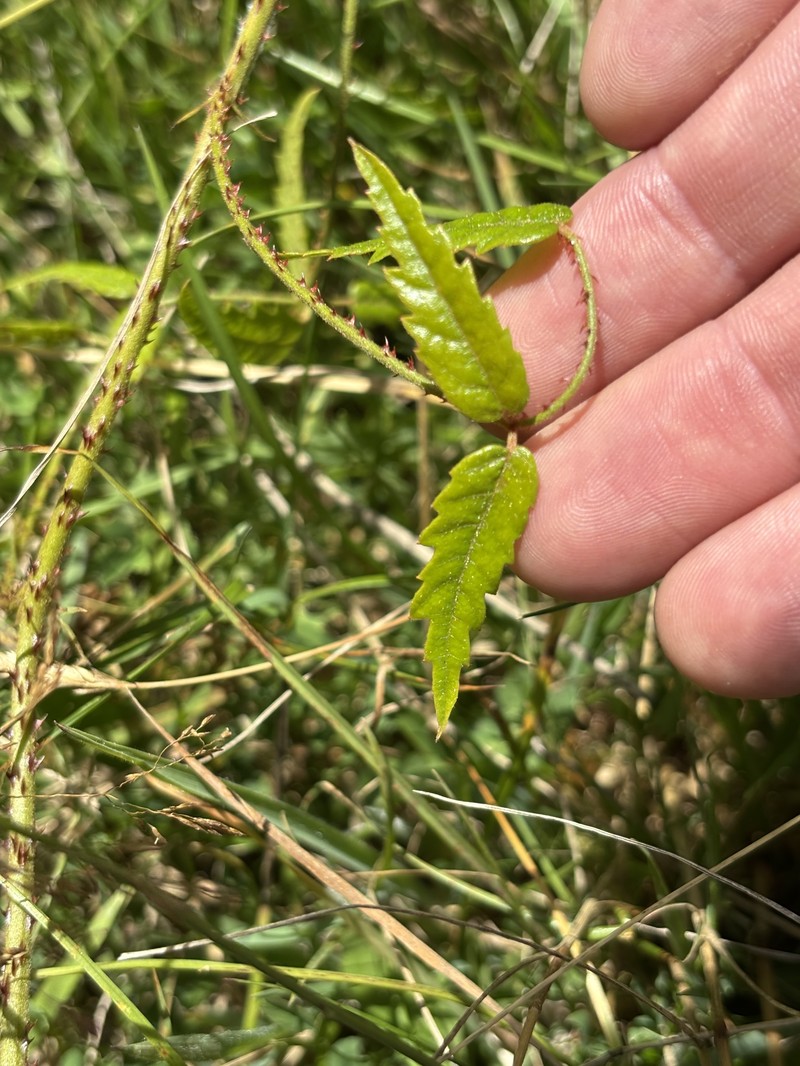 Rubus schmidelioides var. schmidelioides photo 3
