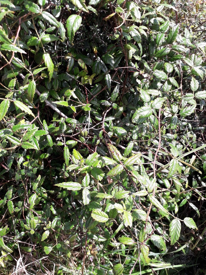 Rubus schmidelioides var. schmidelioides photo 4