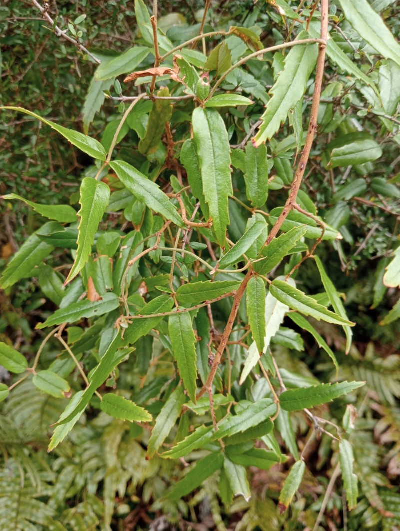 Rubus schmidelioides var. schmidelioides photo 6