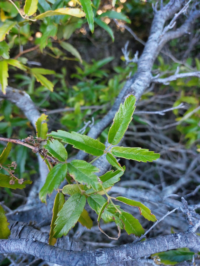 Rubus schmidelioides var. schmidelioides photo 8