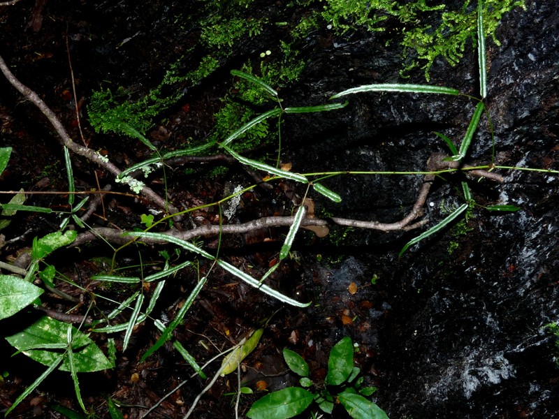 Rubus schmidelioides var. subpauperatus photo 4